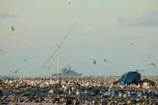 TX5K - W7GJ EME station amongst the Boobies - click to view Lance's photo album